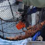 Limits for spot shrimp are 80 prawns per person per day. Last year, the average haul per boat weighed in at about 16 pounds. (Photo by Patricia Guthrie/Whidbey News Group)