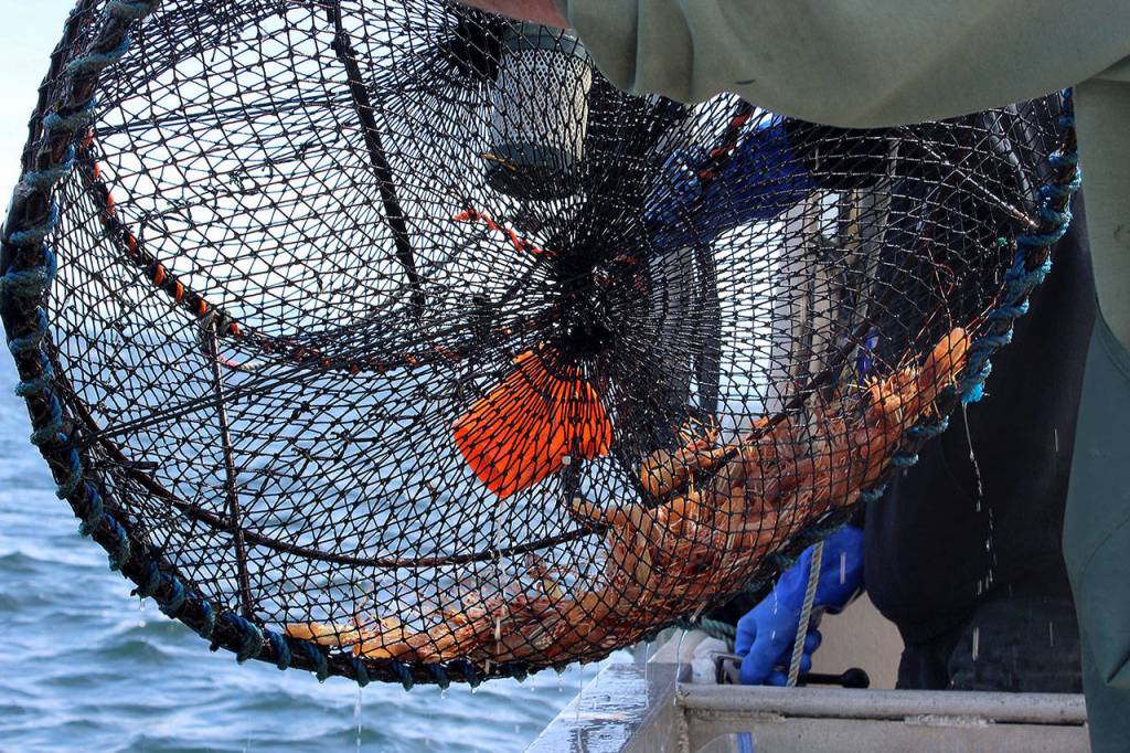 Limits for spot shrimp are 80 prawns per person per day. Last year, the average haul per boat weighed in at about 16 pounds. (Photo by Patricia Guthrie/Whidbey News Group)