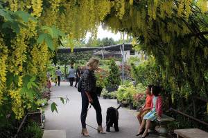 Framed in golden tresses