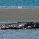 Orca Network asks for halt to ghost shrimp harvesting