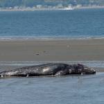 Orca Network was called May 5 to Everetts Harborview Park to confirm the sighting of a deceased 42-feet-female gray whale. Findings stated cause of death was not immediately apparent but appeared consistent with nutritional stress. (Photo provided)