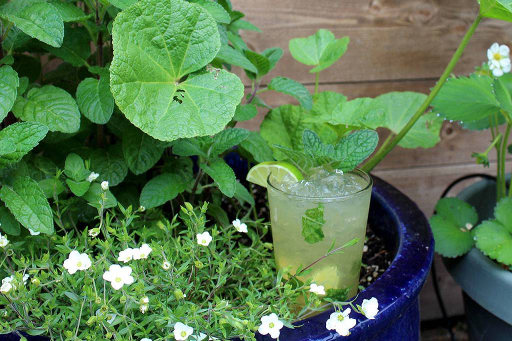 This refreshing Gingered Mint Mojito from Porters Public House uses mint grown on the patio. Pick your own mint and try muddling it up for your next party.(Photo by Patricia Guthrie/Whidbey News Group)