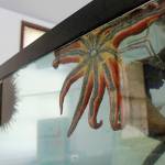 (Photo by Maria Matson/Whidbey News Group)                                The Sea Lab marine biology teaching facility features a variety of freshly captured sea creatures, including sea stars. They will be released back into the wild eventually, and next years open house will featured new marine life, harvested carefully by divers.