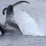 Whale-on-whale feasting ‘unusual’ for Whidbey waters