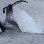 A transient killer whale dives to feed on the body of a deceased gray whale in the waters off Whidbey Islands southern tip. Photo provided by Bart Rulon