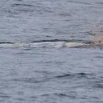 As a gray whale carcess sinks, a bubble of air and blood is released.                                Photo provided by Bart Rulon