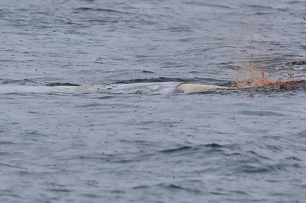 As a gray whale carcess sinks, a bubble of air and blood is released.                                Photo provided by Bart Rulon