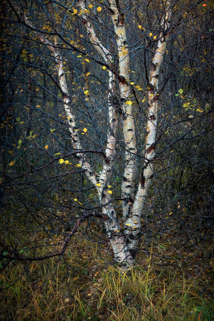 Marcia Wesley captures the beauty of a tree. Another photo of hers at the exhibit highlights graceful ocean waves breaking on the beach. Photo provided by Marcia Wesley