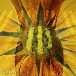 This photo is on display at the latest exhibit at the Bayview Corners Front Room Gallery. Her work is open for interpretation, Marie Plakos said. Photo provided by Marie Plakos