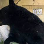 Island-hopping bear is caught and returned to wild