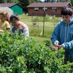 Goosefoot has helped South Whidbey School Farms grow since 2014 by providing $270,000 in matched and direct grants. Elementary school students on Thursday picked sugar pod peas for their class nibble time. Some of the produce is sold to the school food service. Photo by Patricia Guthrie/Whidbey News Group