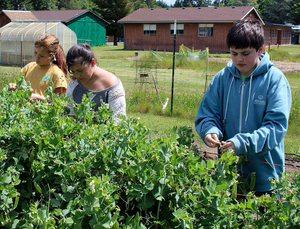 Goosefoot has helped South Whidbey School Farms grow since 2014 by providing $270,000 in matched and direct grants. Elementary school students on Thursday picked sugar pod peas for their class nibble time. Some of the produce is sold to the school food service. Photo by Patricia Guthrie/Whidbey News Group