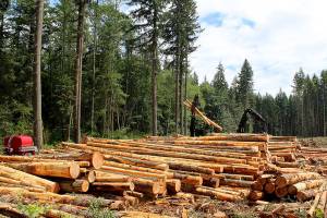 Clearcut swath on Maxwelton Road will be replanted
