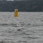 Records fall at Adventure Swim