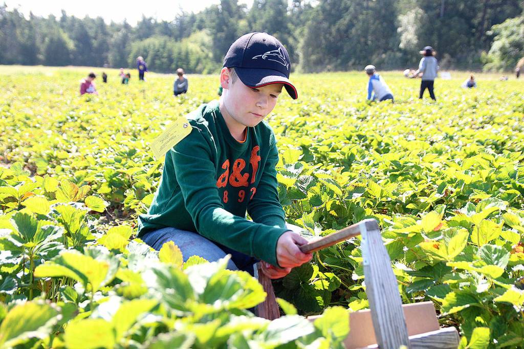 Caleb Latour, 12, is one of many children and teenagers out picking strawberries at Bells Farm. (Photo by Laura Guido/Whidbey News-Times)