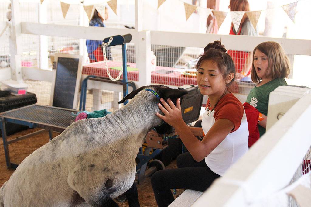 Photo by Laura Guido/Whidbey News-Times                                Kyra Levit, 12, pets Theodore the suffolk hampshire sheep, at the Whidbey Island Fair Thursday. Levit is joined by Lilly Kline, 11.