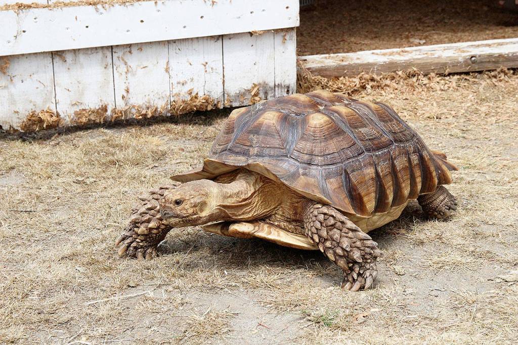 Raja the tortoise attempts slow escape of the reptile area of the Whidbey Island Fair Thursday.