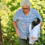 David Parent of Useless Bay Animal Clinic checked on the eaglet. Clinton resident Melissa Koch said she felt lucky to have gotten such a close look at a young bald eagle. Her neighbor Cathy Whitmire snapped these photos. (Photo provided)