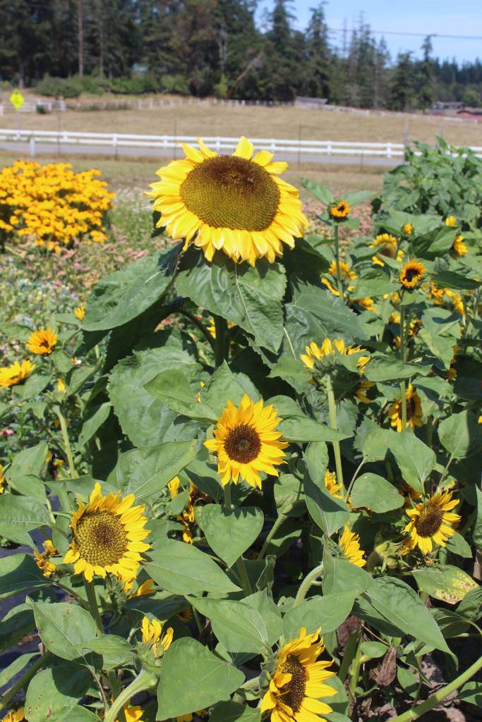 Sunflowers line the perimeter of Foxtail Farm.