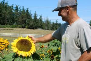 Foxtail Farms brings sun to Whidbey