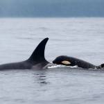 Southern Resident mother and baby orca are healthy and happy in August 2019. Photo by Mark Malleson / Center for Whale Research