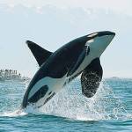 Hope dwindles as resident orcas disappear