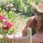 New life for old farm: Dahlias in bloom around historic home restored by descendant