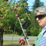 Gleeful Gleaner Mary McMurty does a readiness taste-test before harvesting an apple tree for the Good Cheer Food Bank. Photo by Wendy Leigh/South Whidbey Record