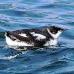 Photo by Govinda Rosling                                A marbled murrelet floats in the water near the Langley marina.