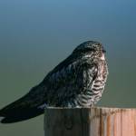 Bug guy gives bird talk