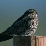 Bug guy gives bird talk