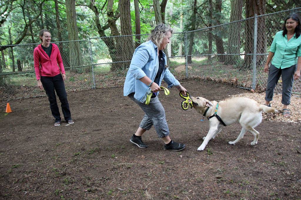 Puppy raiser Lauri Martin and service-dog-in-training Chief practice good behavior skills during the Puppy Olympics Kennel Run. Chief has some fun with the toy, prompting laughs from Martin and trainer Lindy Langum, who timed the first Olympic event at the volunteer appreciation picnic. (Photo by Maria Matson/South Whidbey Record)
