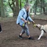 Service dogs compete in ‘Puppy Olympics’ at volunteer picnic
