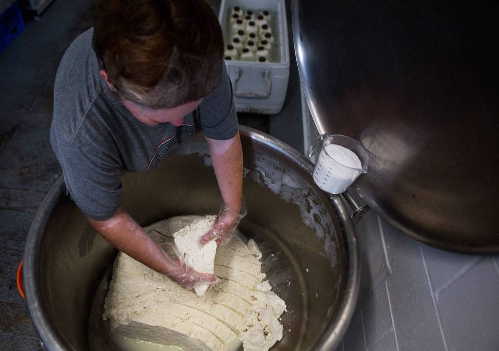 Shawn Martin breaks up goat cheese as the last bit of whey drains at St. John Creamery. (Olivia Vanni / The Herald)
