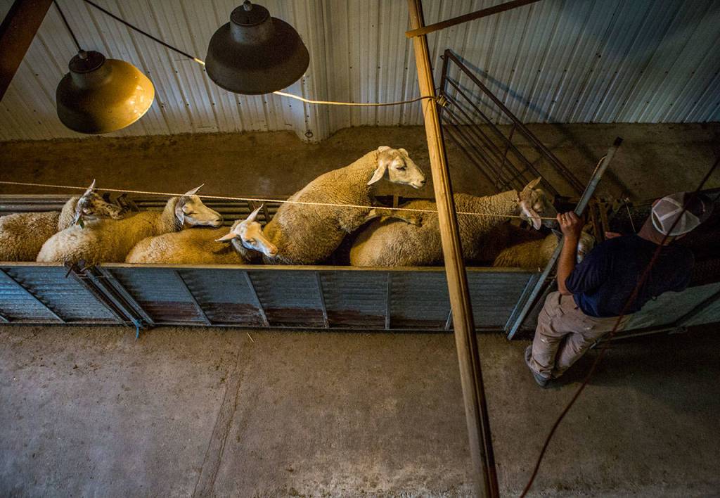 Sheep line up as they prepare to be led into the milking area at Glendale Shepard. (Olivia Vanni / The Herald)