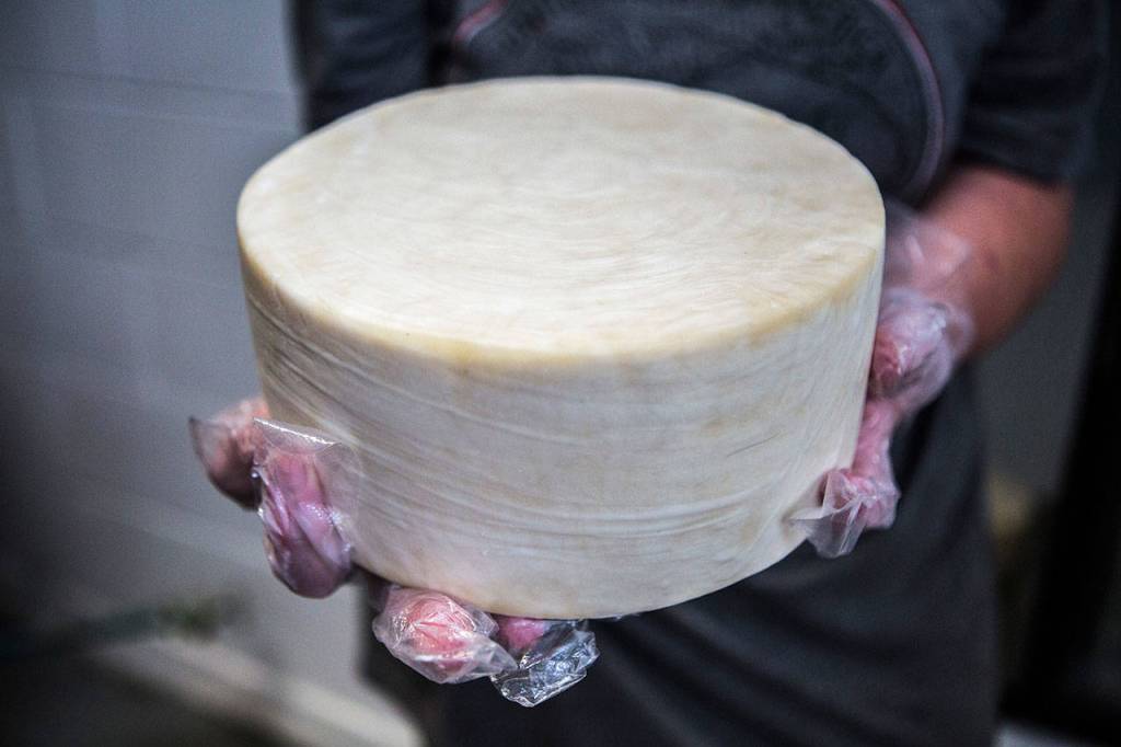 A recently molded cheese wheel at St. John Creamery. (Olivia Vanni / The Herald)