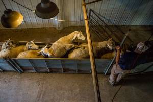 Find cheddar from another udder at these local dairy farms