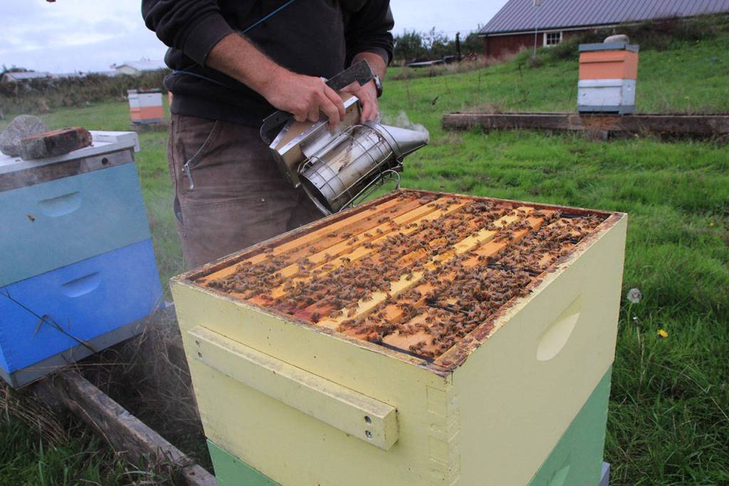 Bruce Eckholm uses smoke to calm bees as he checks on a hive.                                Photo by Maria Matson/ Whidbey News Group