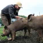 Bruce Eckholm of Eckholm Farm in Coupeville pets happy pigs. Eckholm Farm is a participant in Whidbey Island Grown Week, hosting an open house on Friday, Sept. 27. Youth will get a close look at the farm, from the animals to the honey hives.Photo by Maria Matson/ Whidbey News Group