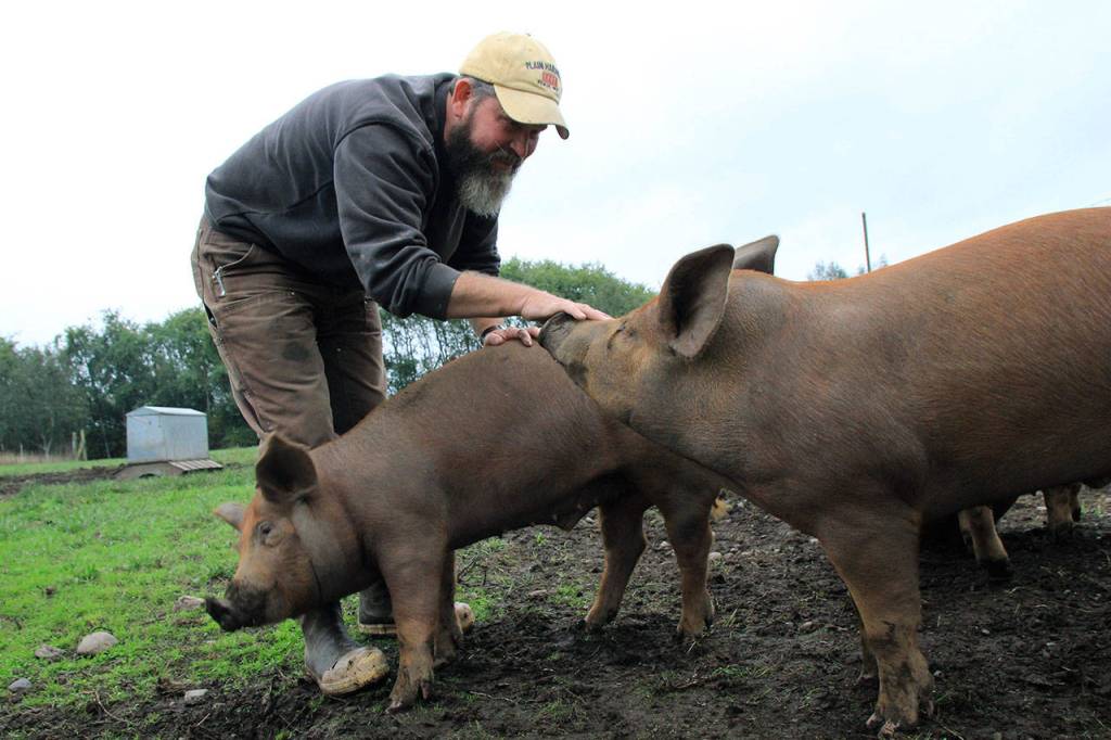 Bruce Eckholm of Eckholm Farm in Coupeville pets happy pigs. Eckholm Farm is a participant in Whidbey Island Grown Week, hosting an open house on Friday, Sept. 27. Youth will get a close look at the farm, from the animals to the honey hives.Photo by Maria Matson/ Whidbey News Group
