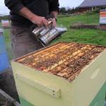 Bruce Eckholm uses smoke to calm bees as he checks on a hive.                                Photo by Maria Matson/ Whidbey News Group