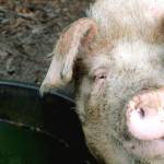 Gloucestershire Old Spot pig Eleanor poses for the camera at Welborn Farm in Greenbank. Photo by Wendy Leigh/South Whidbey Record