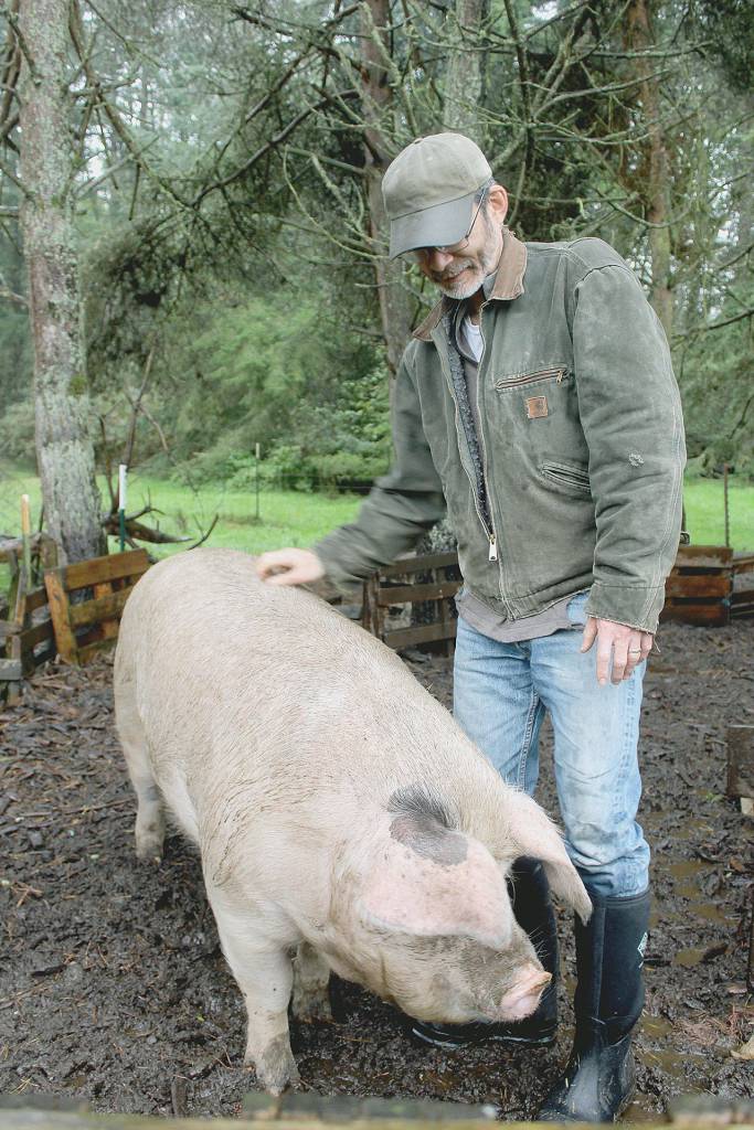 Michael Tu takes a walk with Eleanor, the youngest Gloucestershire Old Spot pig at Welborn Farm in Greenbank. Tu is chef for two events during Whidbey Island Grown Week Sept. 28-Oct. 6. Photo by Wendy Leigh/Whidbey News Group