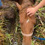 Firefighters rescue horse stuck in mud