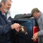 Craig Brooks, left, and Mike Halstead show off their crab catch at Langley marina after the Oct. 1 re-opening of Whidbey waters for recreational crabbing. Photo by Wendy Leigh / South Whidbey Record