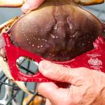 Crabbers can keep only hard shell and male Dungeness crab that are at least 6.25 inches wide at the carapace. Photo by Mike Benbow / Everett Herald
