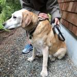 Gus the Labrador got some help from Central Whidbey Island Fire and Rescue Saturday afternoon after getting stuck on a steep bluff. Photo provided