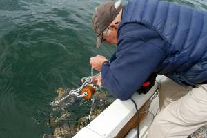 Crab season closes again