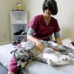 Coupeville veterinarian Stephanie Garlichs performs laser therapy on Doppler the dog. Photo by Maria Matson/Whidbey News-Times