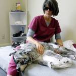 Pet rehab: Dogs in ‘doggles,’ cats get post-surgery care